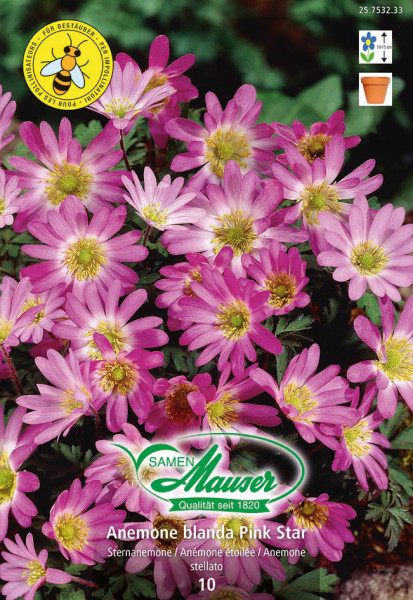 Pink Star, Anémones blanda, 10 bulbes - Bulbes à fleurs automne / -  Samen-Mauser