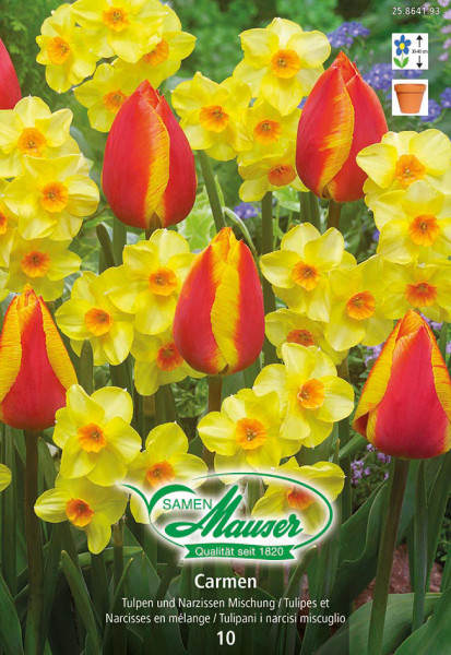 Carmen - Mélange de tulipes et de narcisses, 10 bulbes