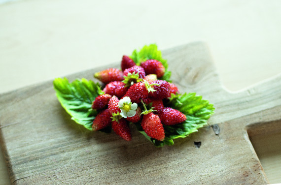 Erdbeere ALEXANDRIA, immertragend, 4er Tray