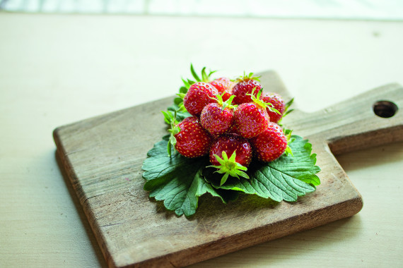 Erdbeere Thulana, einmaltragend, 4er Tray