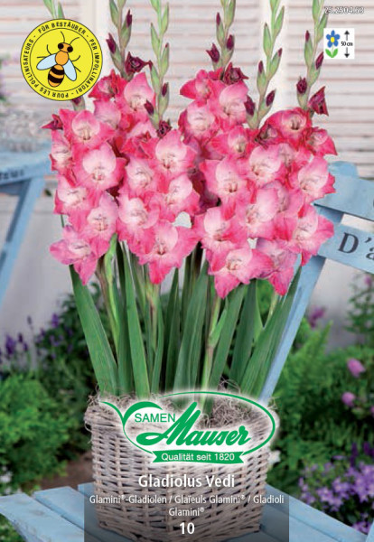 Gladiolus Glamini® Vedi