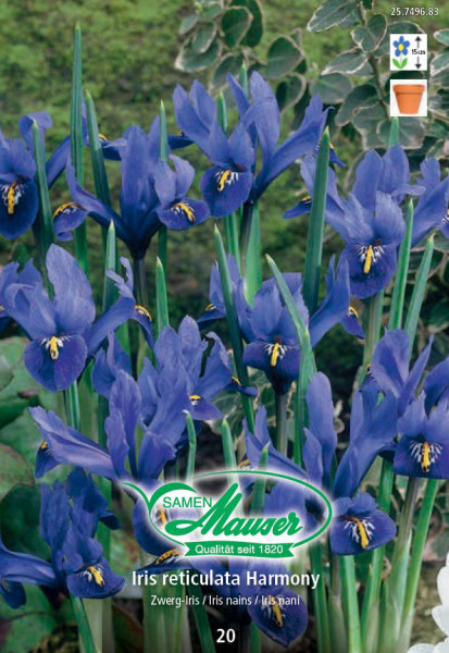 Reticulata Harmony, iris nain, 20 bulbes