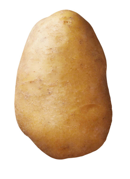 Semenceaux de pommes de terre ’Agria’ 1 kg