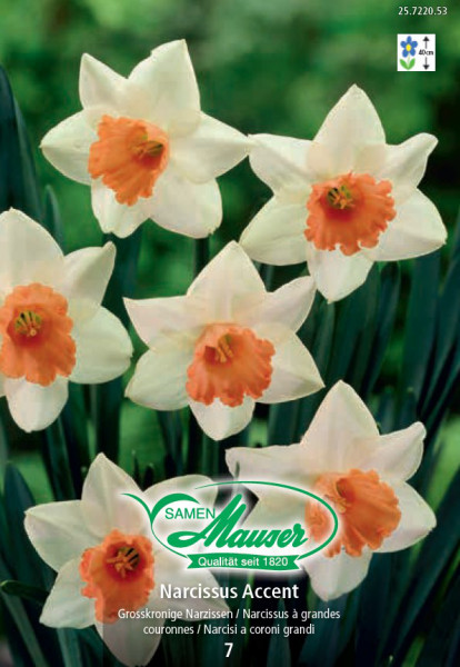 Accent, Narcisse à grande couronne, 7 bulbes - Bulbes à fleurs automne /  Narcisses - Samen-Mauser