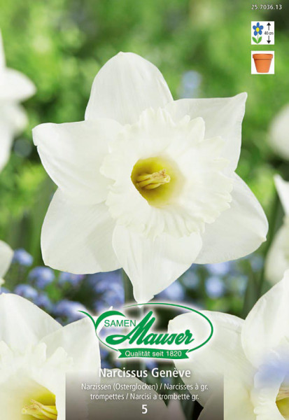 Genève, Narcisse trompette, 5 bulbes - Bulbes à fleurs automne / Narcisses  - Samen-Mauser
