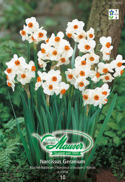 Geranium, Narcisse Bouquet, 10 bulbes - Bulbes à fleurs automne / Narcisses  - Samen-Mauser