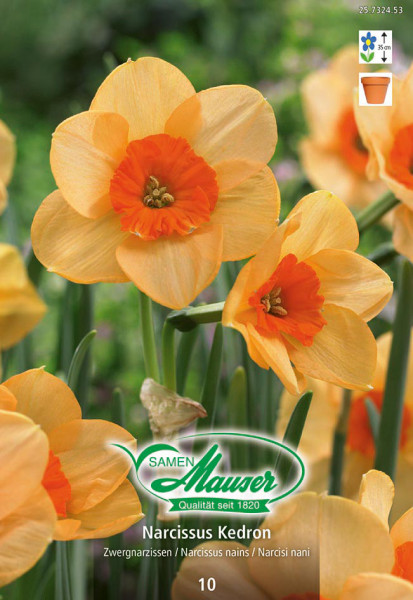 Kedron, Narcisse nain, 10 bulbes - Bulbes à fleurs automne / Narcisses -  Samen-Mauser