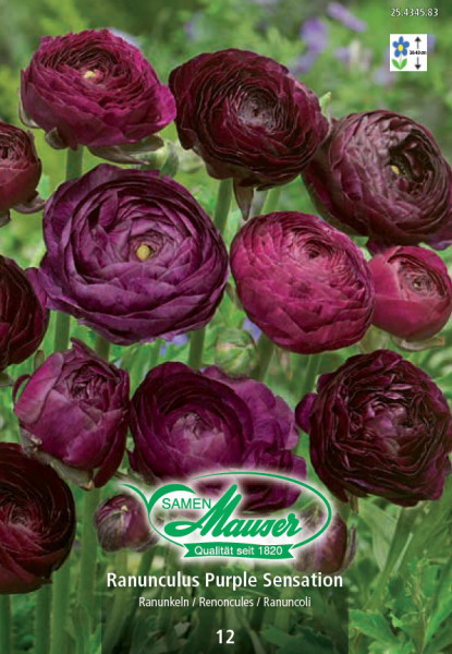 Renoncules Purple Sensation - Bulbes à fleurs printemps / Spécialités -  Samen-Mauser