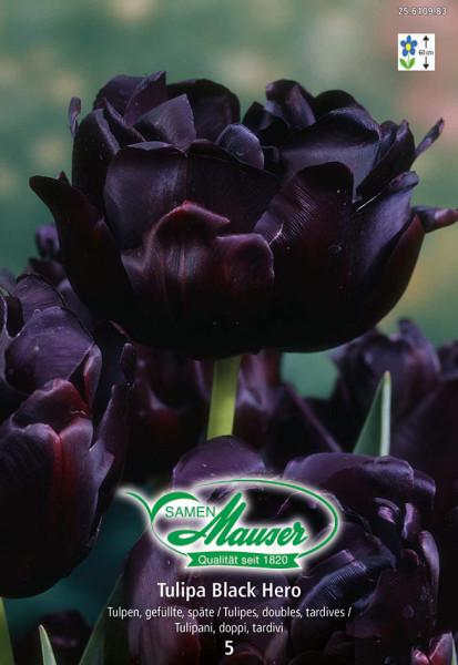 Black Hero, Tulipe double, tardive, 5 bulbes