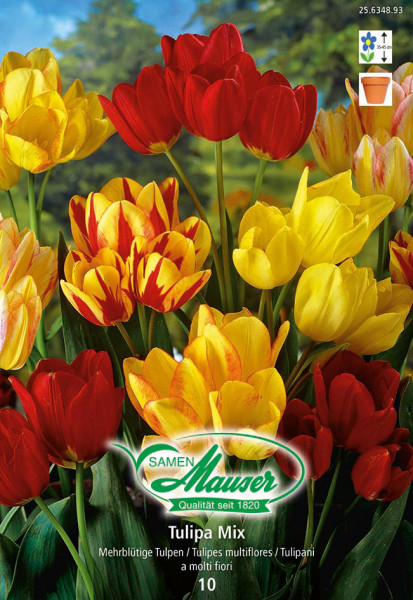 Mélange de tulipes à bouquet, 10 bulbes