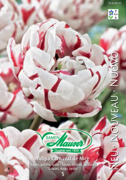 Carnaval de Nice, Späte, gefüllte Tulpe, 5 Zwiebeln