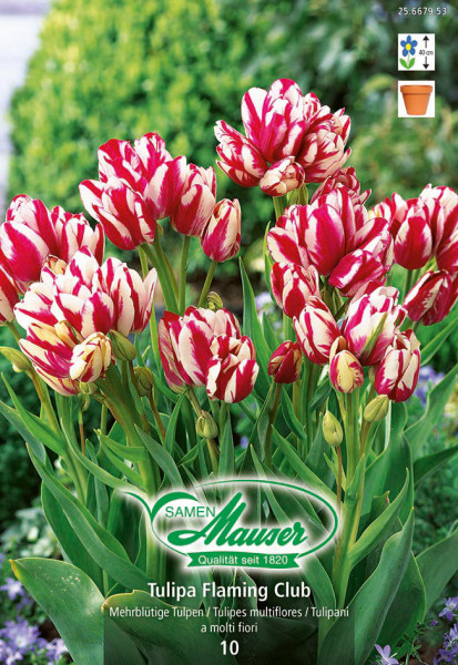 Flaming Club, Tulipe Bouquet, 10 bulbes