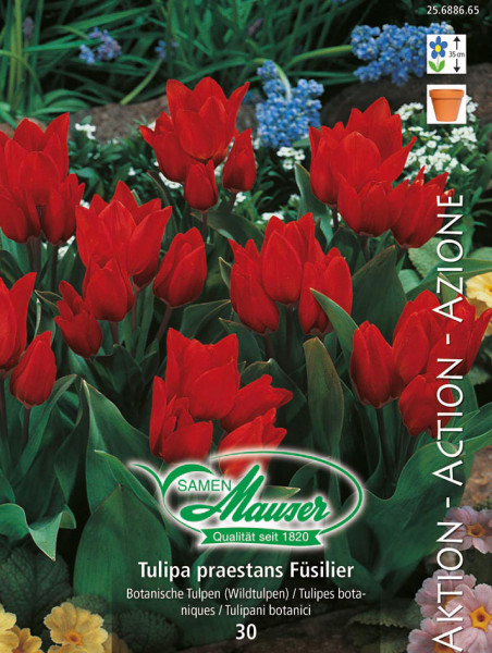 Herbst 30 Tulpe - - Praestans Samen-Mauser / Füsilier, Zwiebeln Tulpen Blumenzwiebeln Aktion,