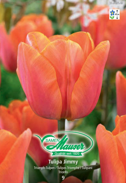 Jimmy, Tulipe triomphe, 9 bulbes