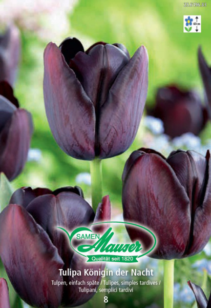 Reine de la Nuit, tulipe tardive, 8 bulbes