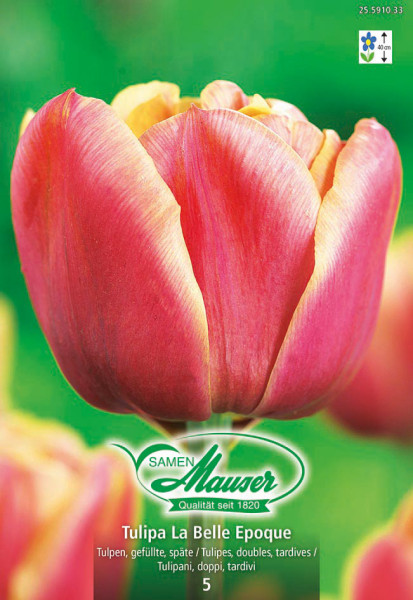 La Belle Epoque, Tulipe double, tardive, 5 bulbes - Bulbes à fleurs automne  / Tulipes - Samen-Mauser
