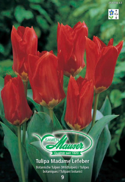 Mme Lefeber, Tulipe Fosteriana, 9 bulbes