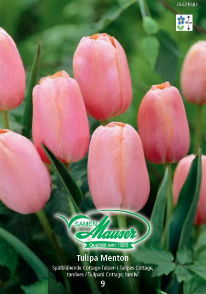 Menton, tulipe tardive, 9 bulbes