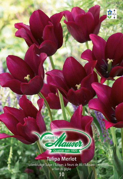 Merlot, Tulipe à fleur de lis, 10 bulbes
