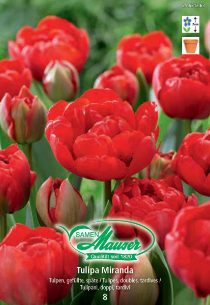 Miranda, Tulipe tardive, double, 8 bulbes