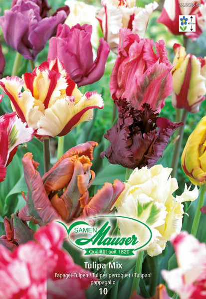 Mélange de tulipes perroquets, 10 bulbes