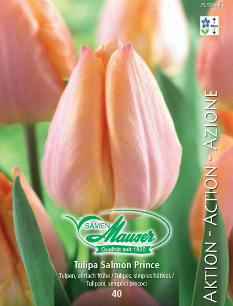 Salmon Prince Tulipe hâtive, Actin, 40 bulbes