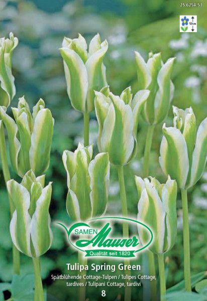 Spring Green, Tulipe viridiflora, 8 bulbes