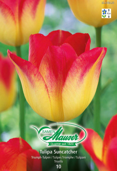 Suncatcher, Tulipe triomphe, 10 bulbes