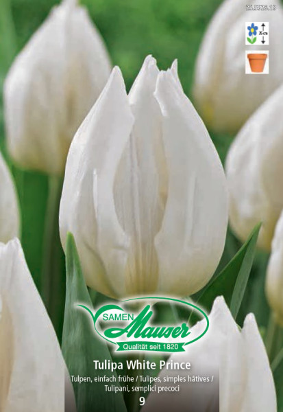 White Prince, Tulipe hâtive, 9 bulbes