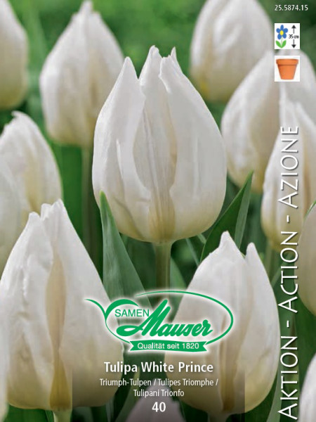 White Prince, Tulipe hâtive, 40 bulbes - Bulbes à fleurs automne / Tulipes  - Samen-Mauser