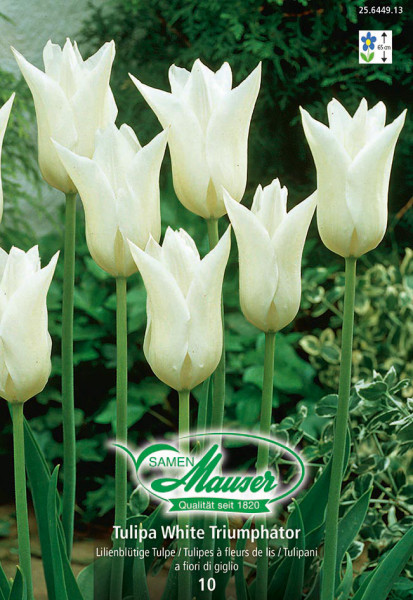 White Triumphator, Tulipe à fleur lis, 10 bulbes