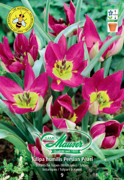 humilis Persian Pearl, Tulipe sauvage, 9 bulbes