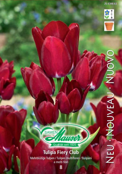 Tulipe bouquet Fiery Club