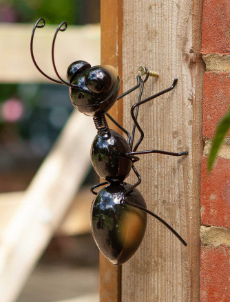 Hangers on Ants Medium