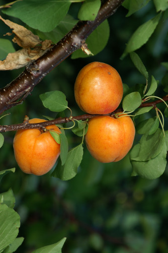 Aprikosen GOLDRICH