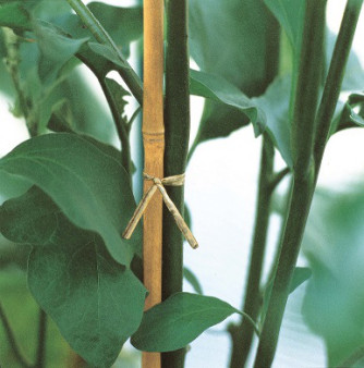 Pflanzenstützen aus Bambus, 90 cm