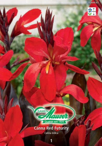 Canna Red Futurity dunkles Laub