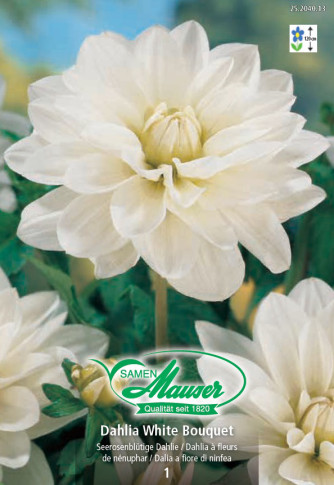 Seerosen-Dahlie White Bouquet