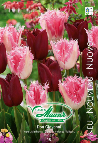 Don Giovanni - Mélange de tulipes, 10 bulbes