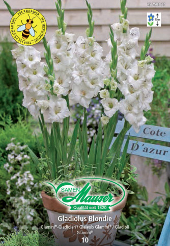 Gladiolus Glamini® Blondie