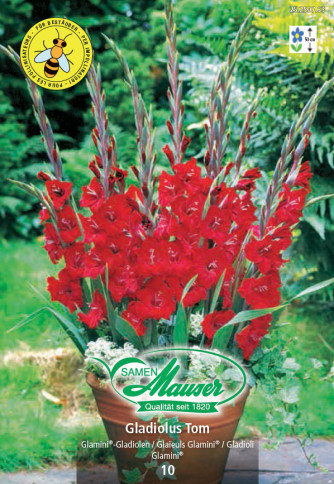 Gladiolus Glamini® Tom
