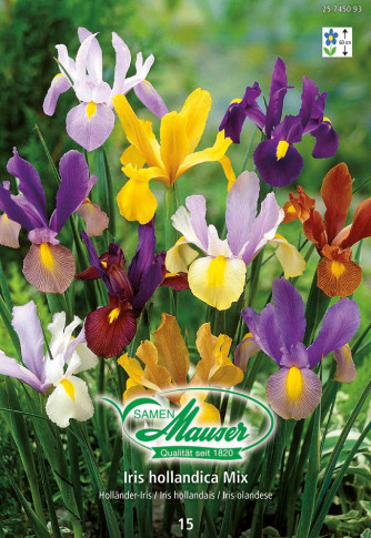 Iris Beauty mélange, Iris hollandica, 15 bulbes
