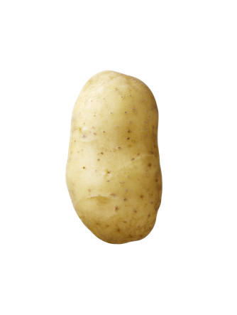 Semenceaux de pommes de terre ’Concordia’ 2,5 kg