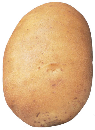 Semenceaux de pommes de terre ’Agata’ 2,5 kg