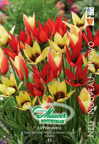 La Primavera - Mélange de tulipes, 15 bulbes