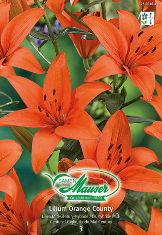 Lilien Orange County, Lilium Mid-Century-Hybriden, 3 Zwiebeln