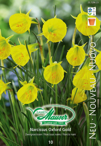 Oxford Gold, Narcisse nain, 10 bulbes - Bulbes à fleurs automne / Narcisses  - Samen-Mauser