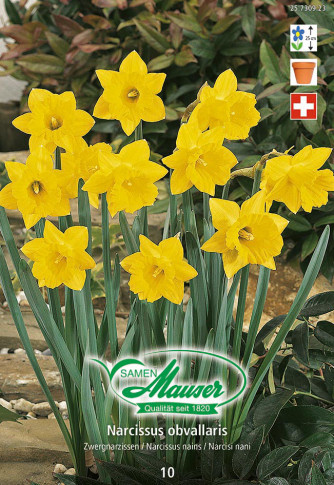 Bulbes à fleurs automne / Narcisses - Samen-Mauser