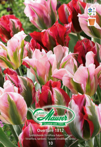 Ouverture 1812, Mélange de tulipes
