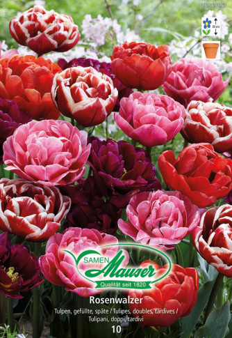 Rosenwalzer - Mélange de tulipes, 10 bulbes